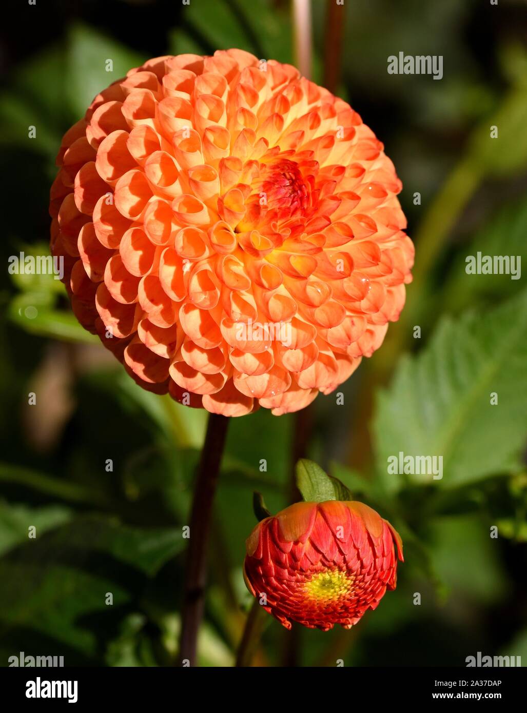 Spherical bloom of an Orange Dahlia. Stock Photo