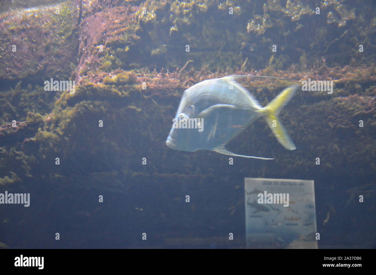 Selene Dorsalis High Resolution Stock Photography and Images - Alamy