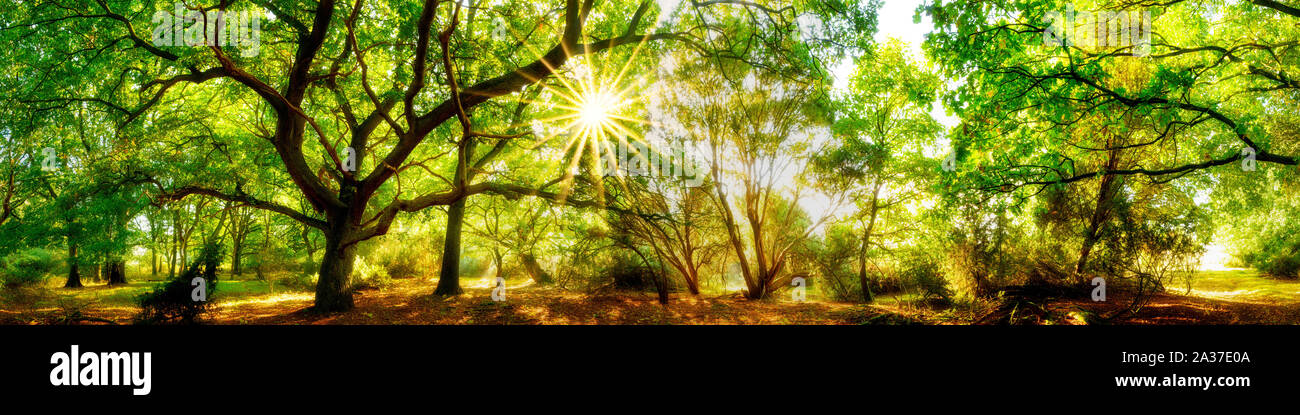 Wald Panorama mit Sonne Stock Photo