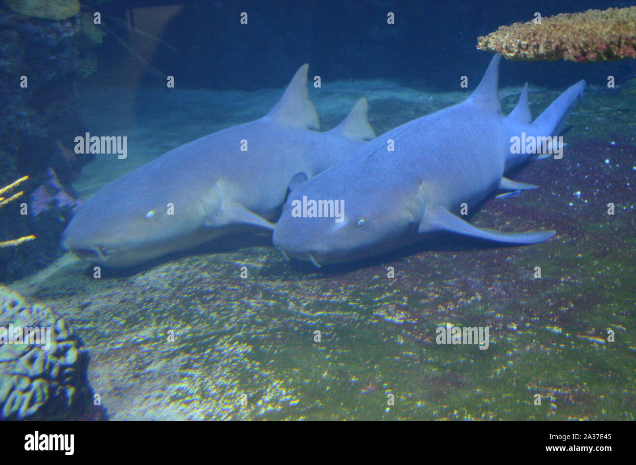 Shark in the aquarium of Berlin (Germany) Stock Photo