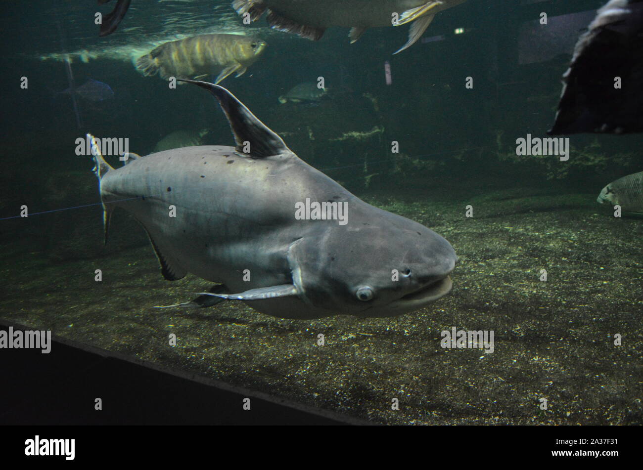 Shark in the aquarium of Berlin (Germany) Stock Photo
