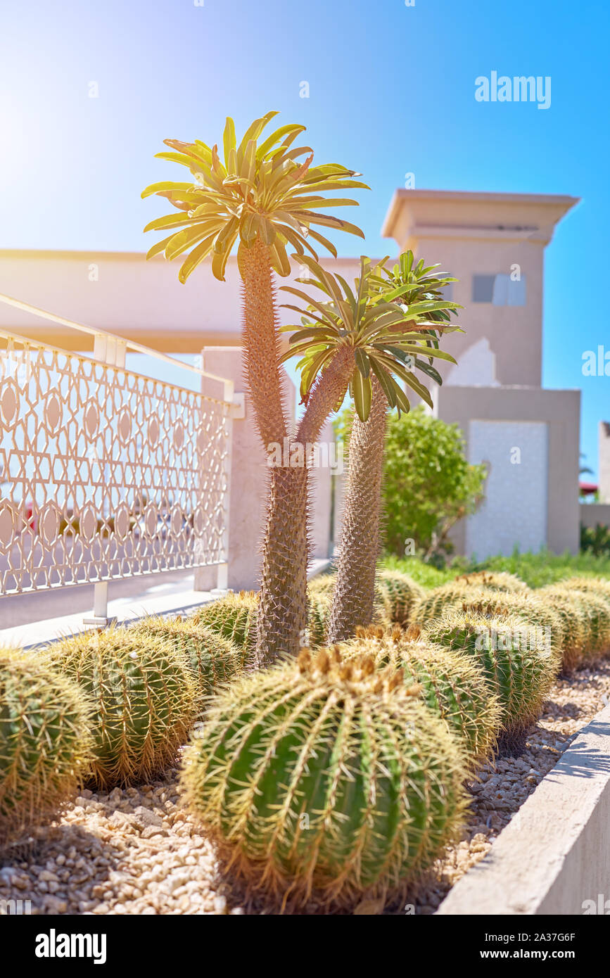 Cactus ball echinocactus grusonii and palm tree in the garden Stock Photo -  Alamy