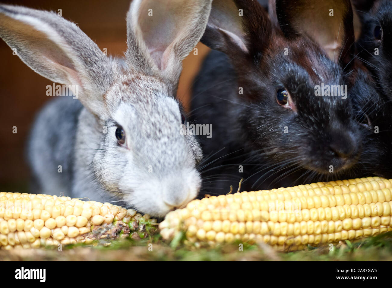 Gray and black bunny rabbits eating ear of corn, close up Stock Photo