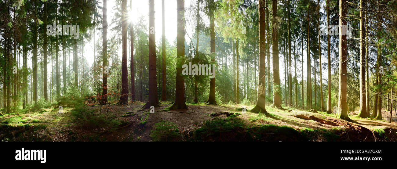 Spaziergang im wald hi-res stock photography and images - Alamy