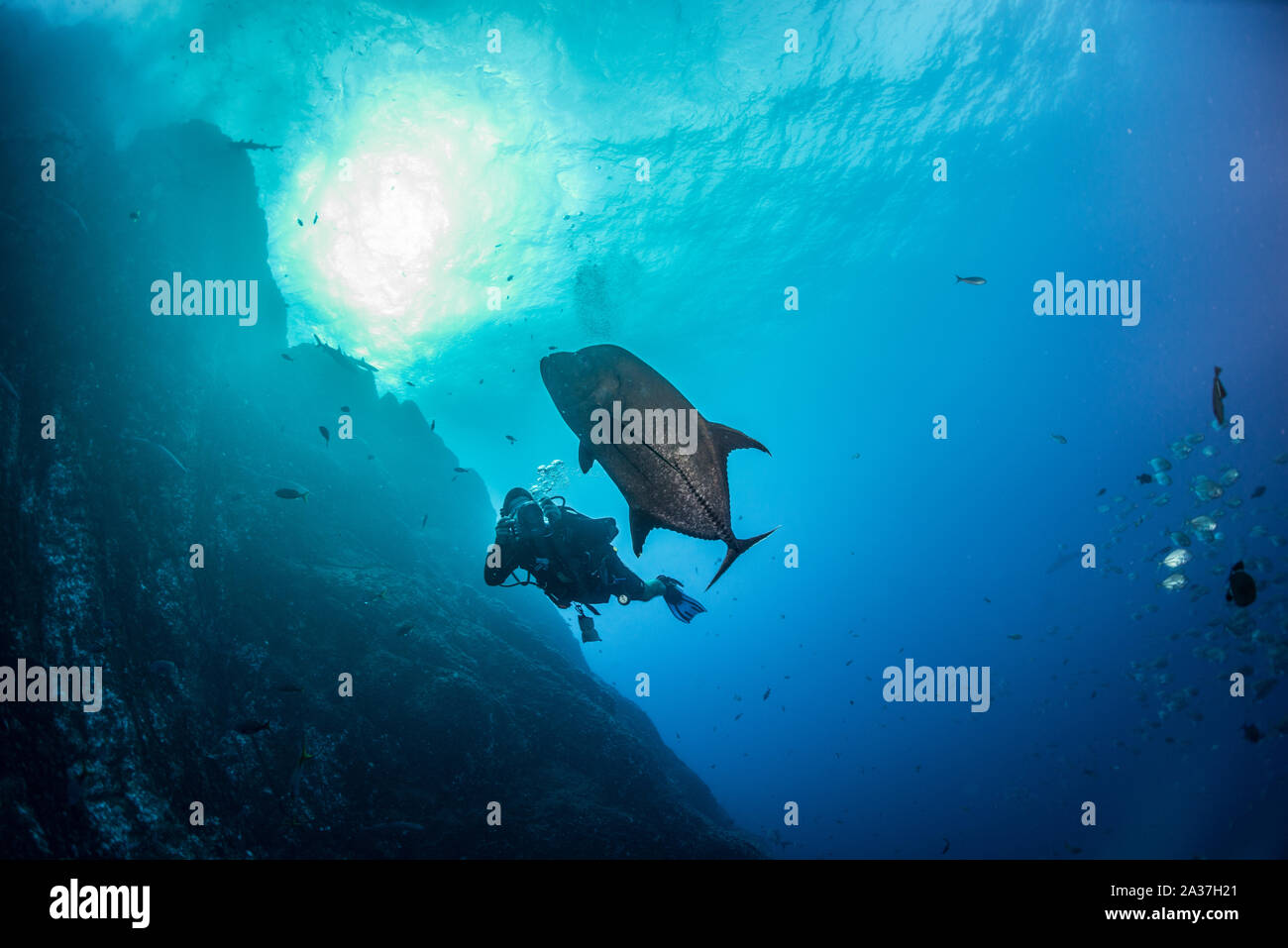 Pelagic life of Socorro Islands Stock Photo