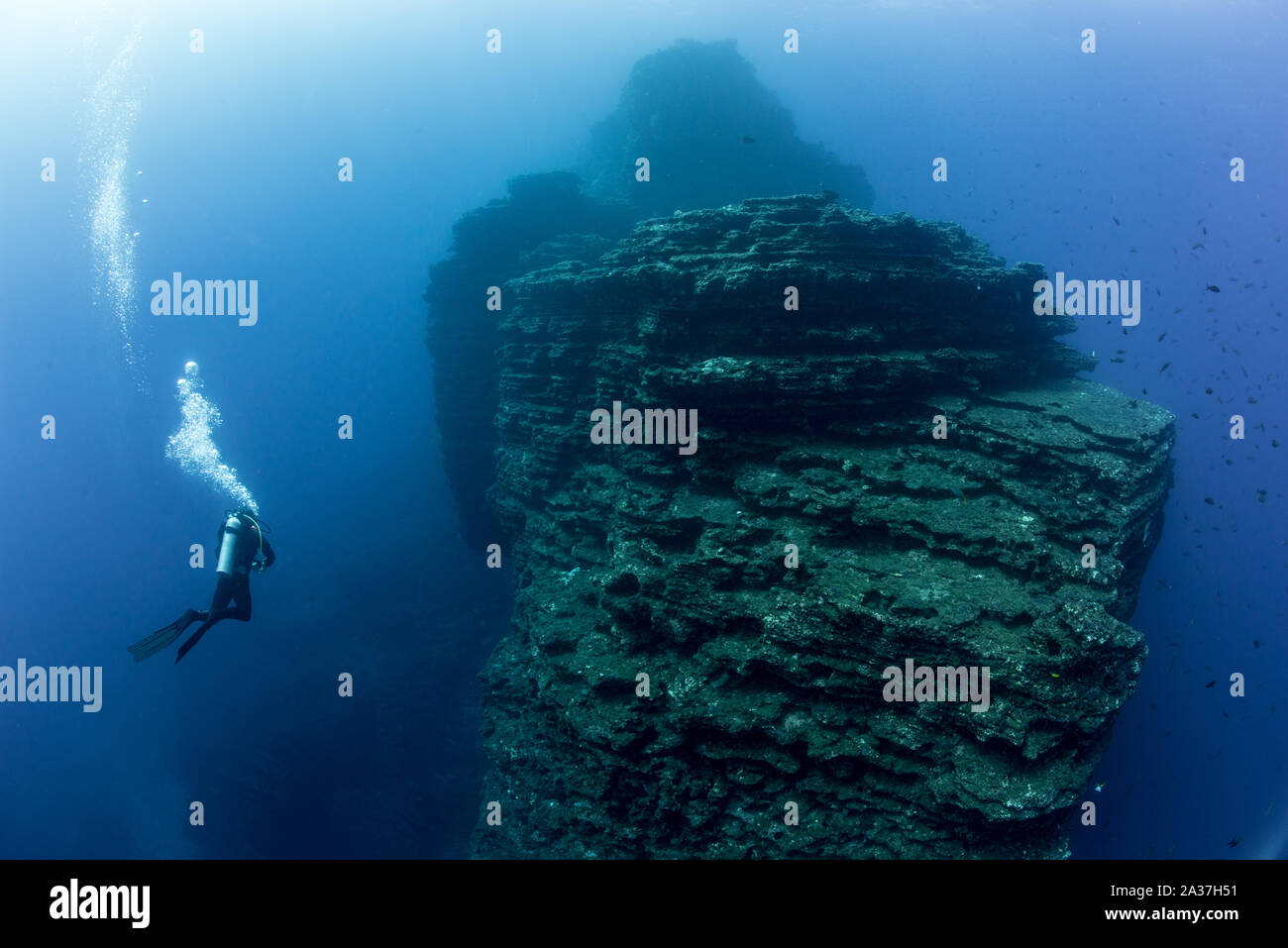 Pelagic life of Socorro Islands Stock Photo