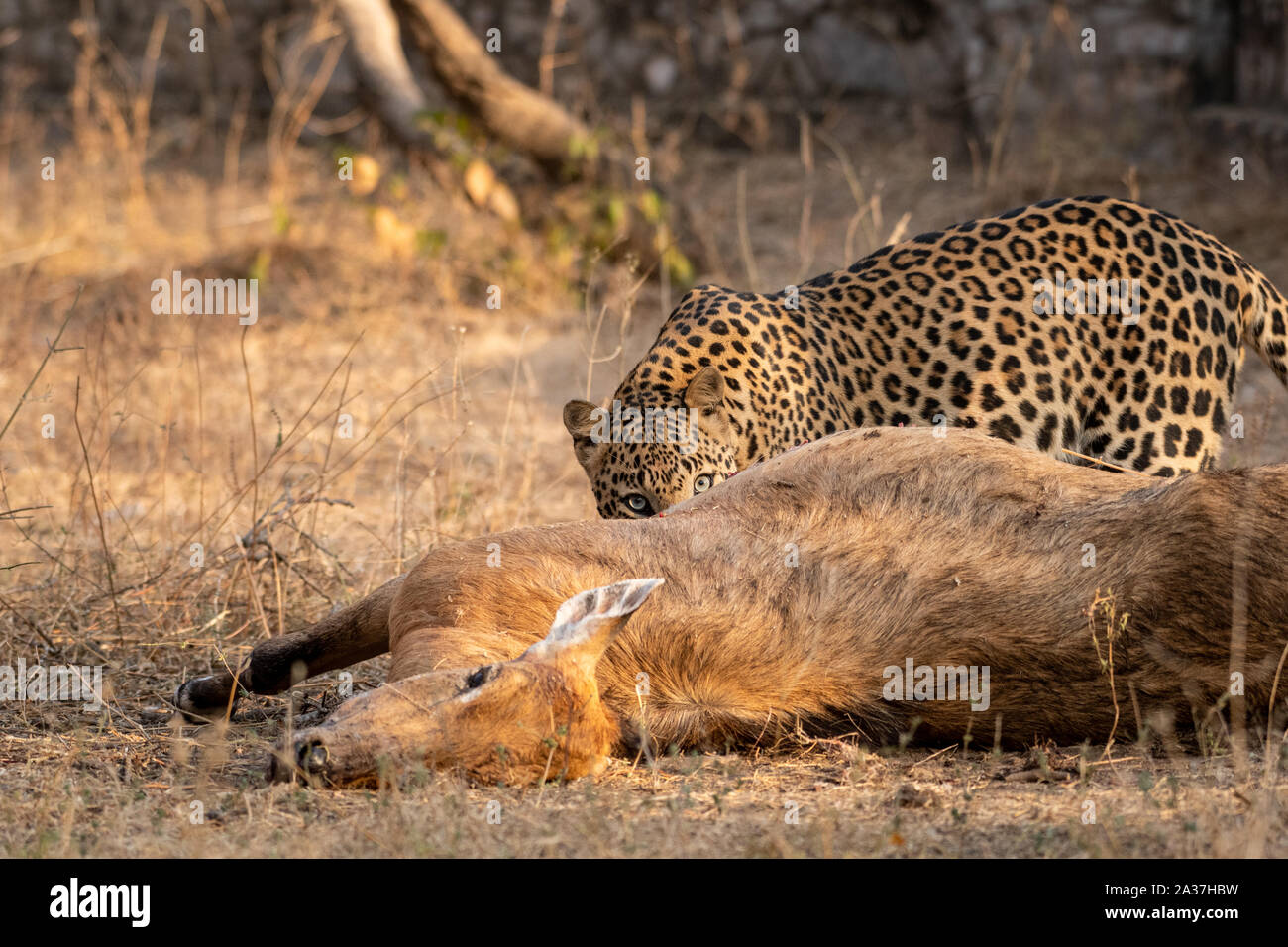 Indian Leopard or Panther with blue bull nilgai kill. Wildlife scene
