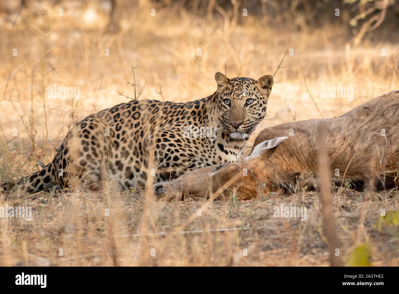 Indian Leopard or Panther with blue bull nilgai kill. Wildlife scene
