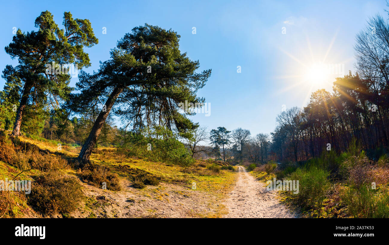 Path through a landscape with forest and trees in bright sunshine Stock Photo