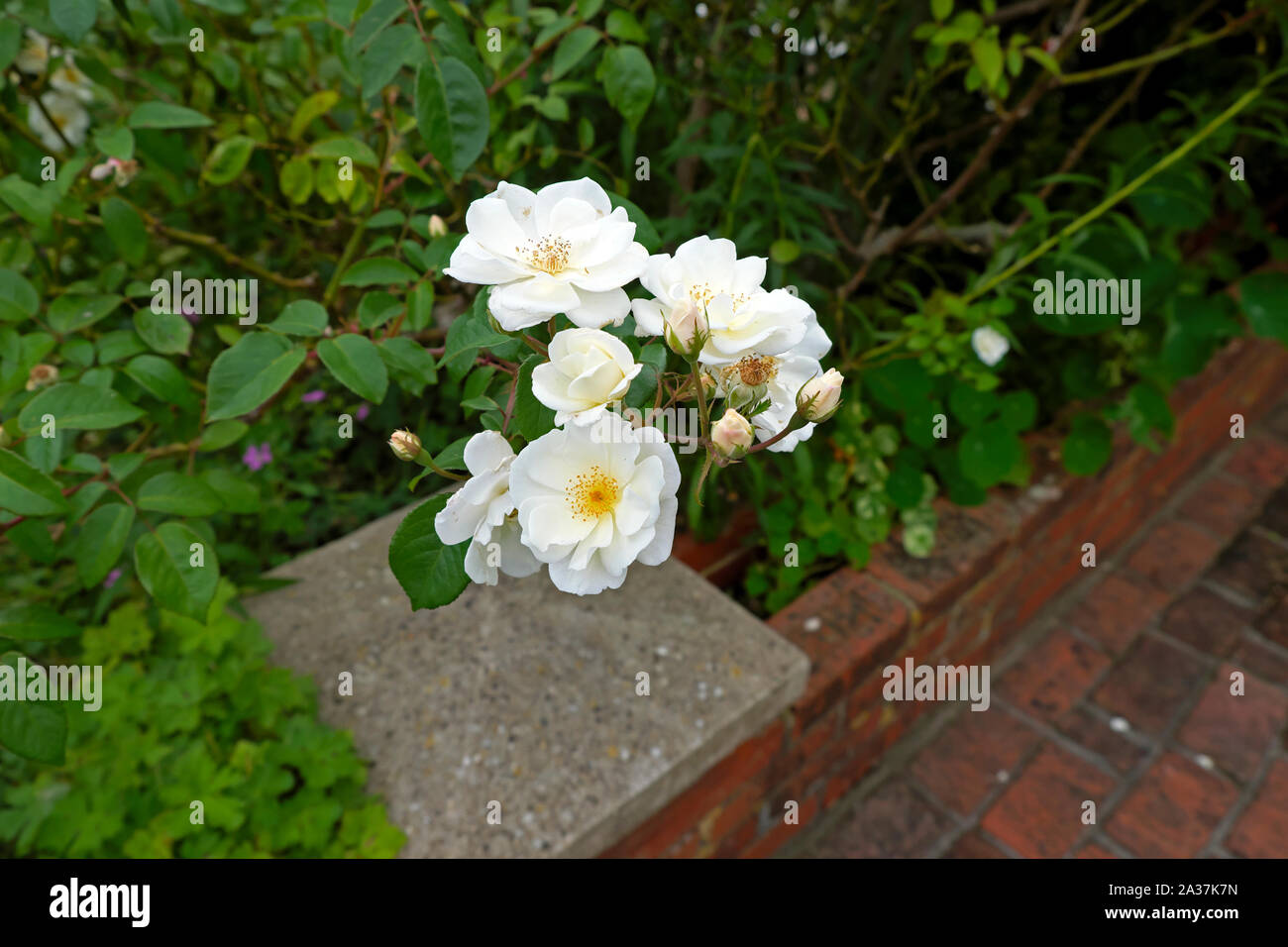 Woolf Roses Garden monks house east sussex hi-res stock photography and images - Alamy
