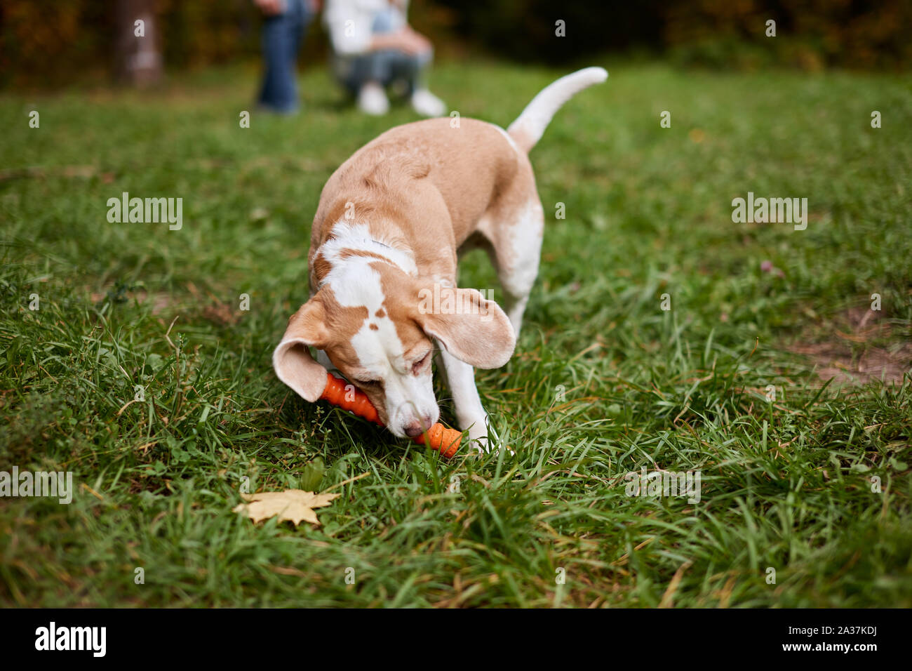 Educating dog. dog plays with a toy, stick. Dog handler. close up photo