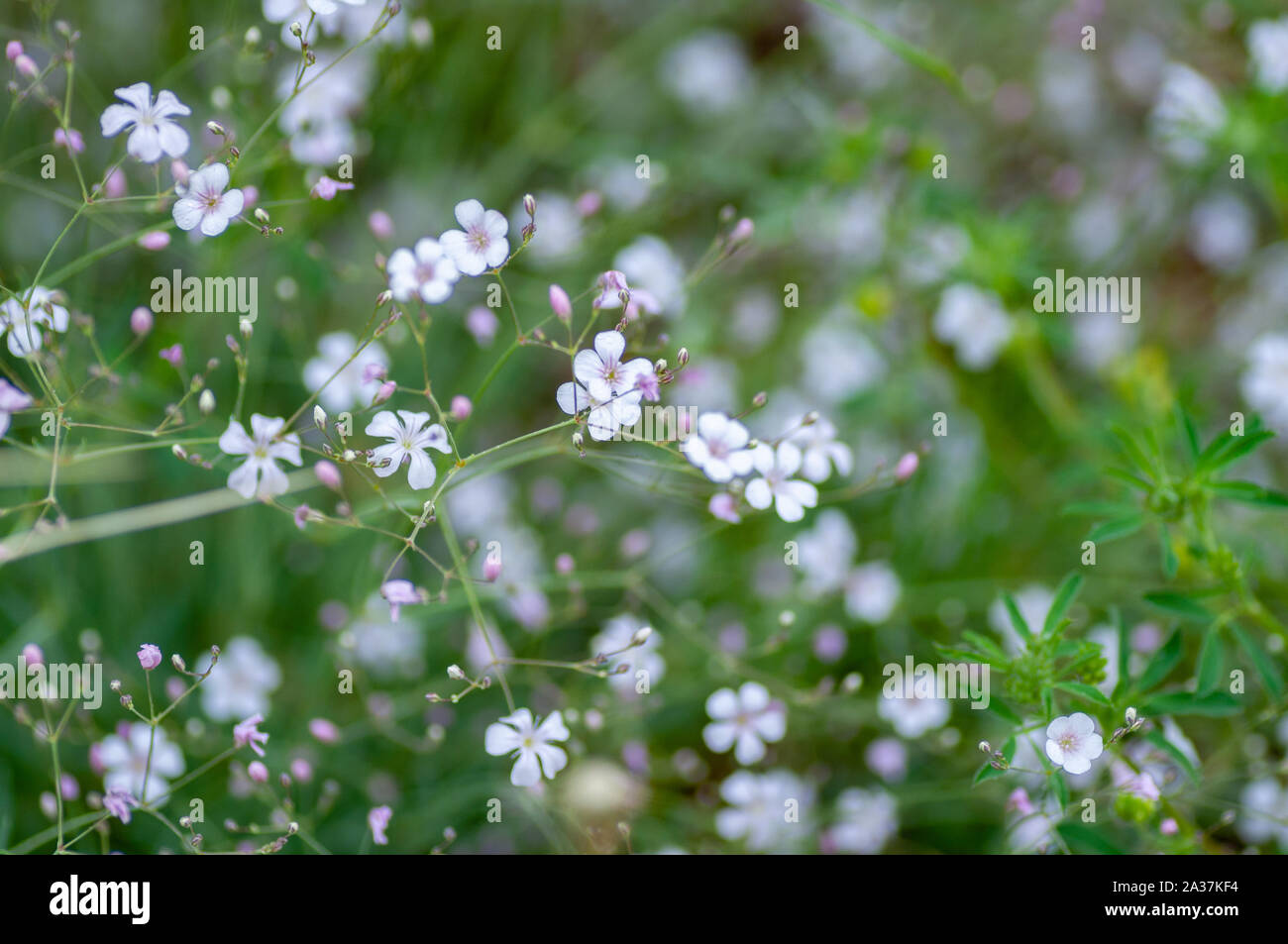 Saxifraga blooming flowers, stoloniferous perennial herb in Altai. Stock Photo
