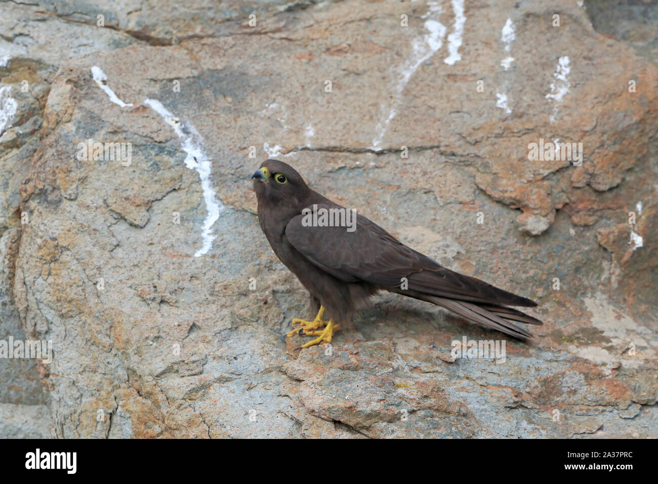 Dark phase female Eleonora's Falcon perched on the cliffs in Sardinia Stock Photo