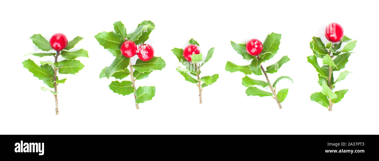 Xmas set of Natural Christmas holly branch with red berries and green ...