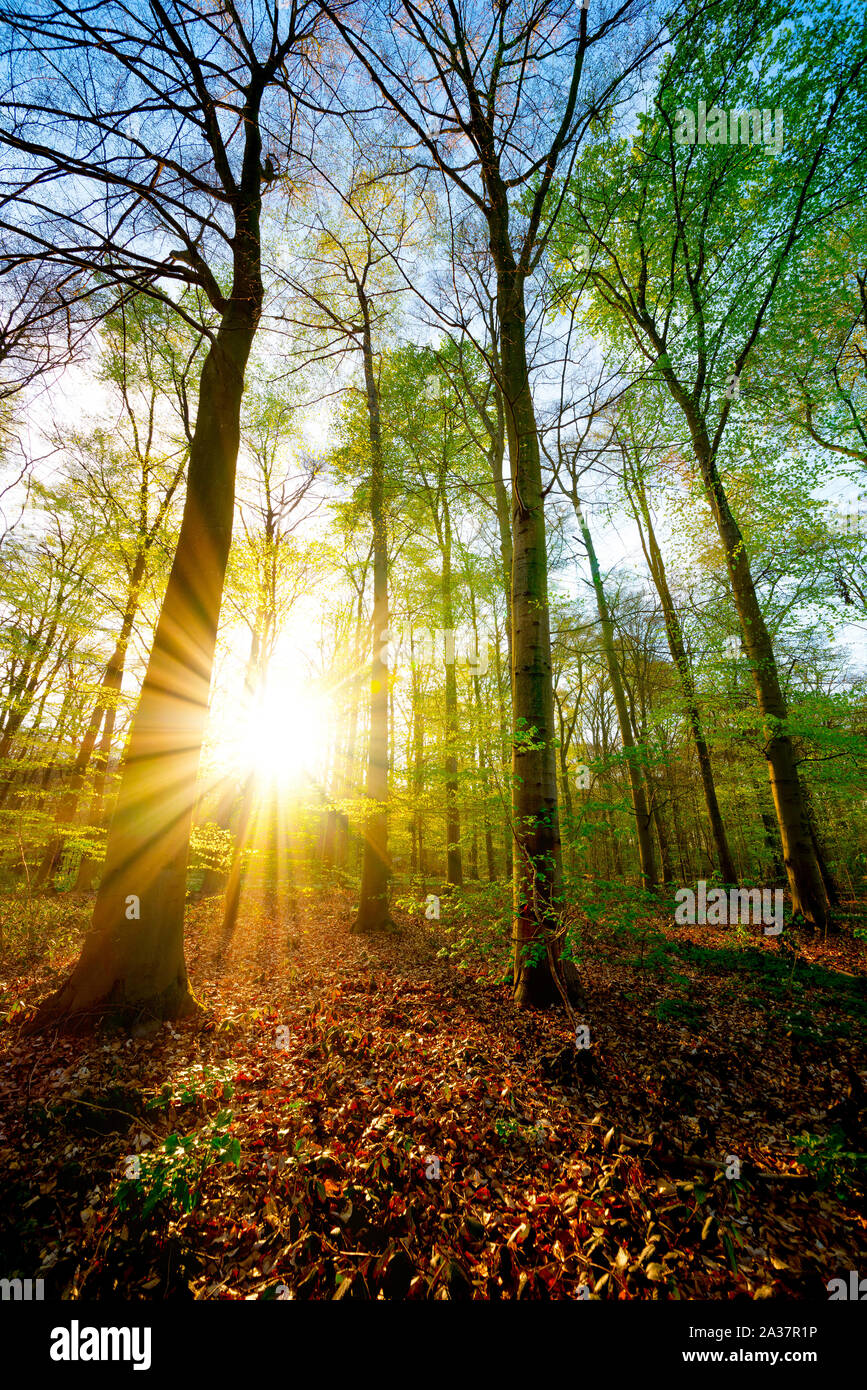 Sonnenuntergang im Wald Stock Photo