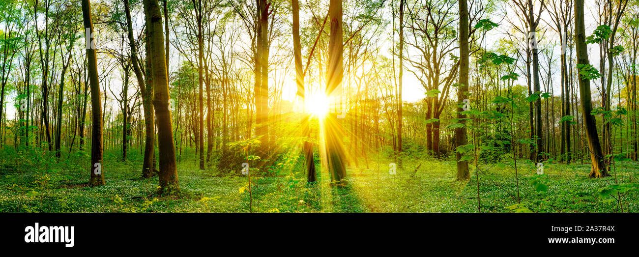 Wald im Frühling – Panorama mit Sonnenstrahlen Stock Photo