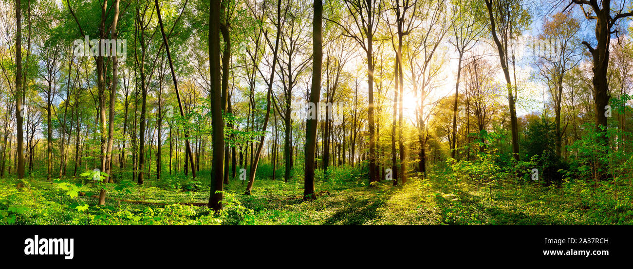 Wonderful forest panorama in spring with bright sun Stock Photo