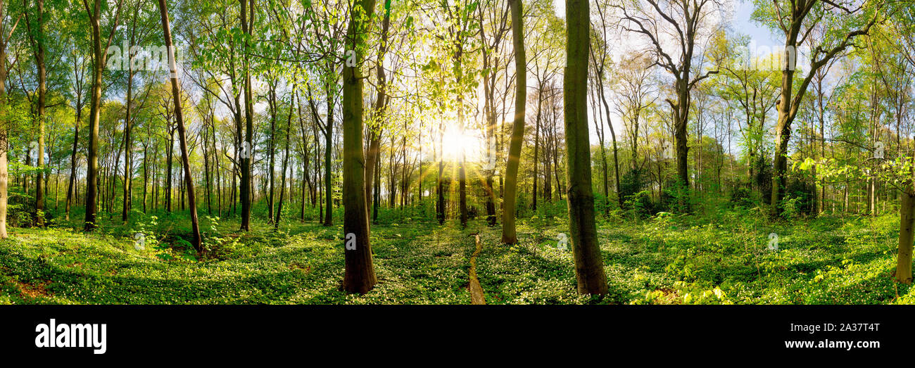 Beautiful sunset in the forest Stock Photo