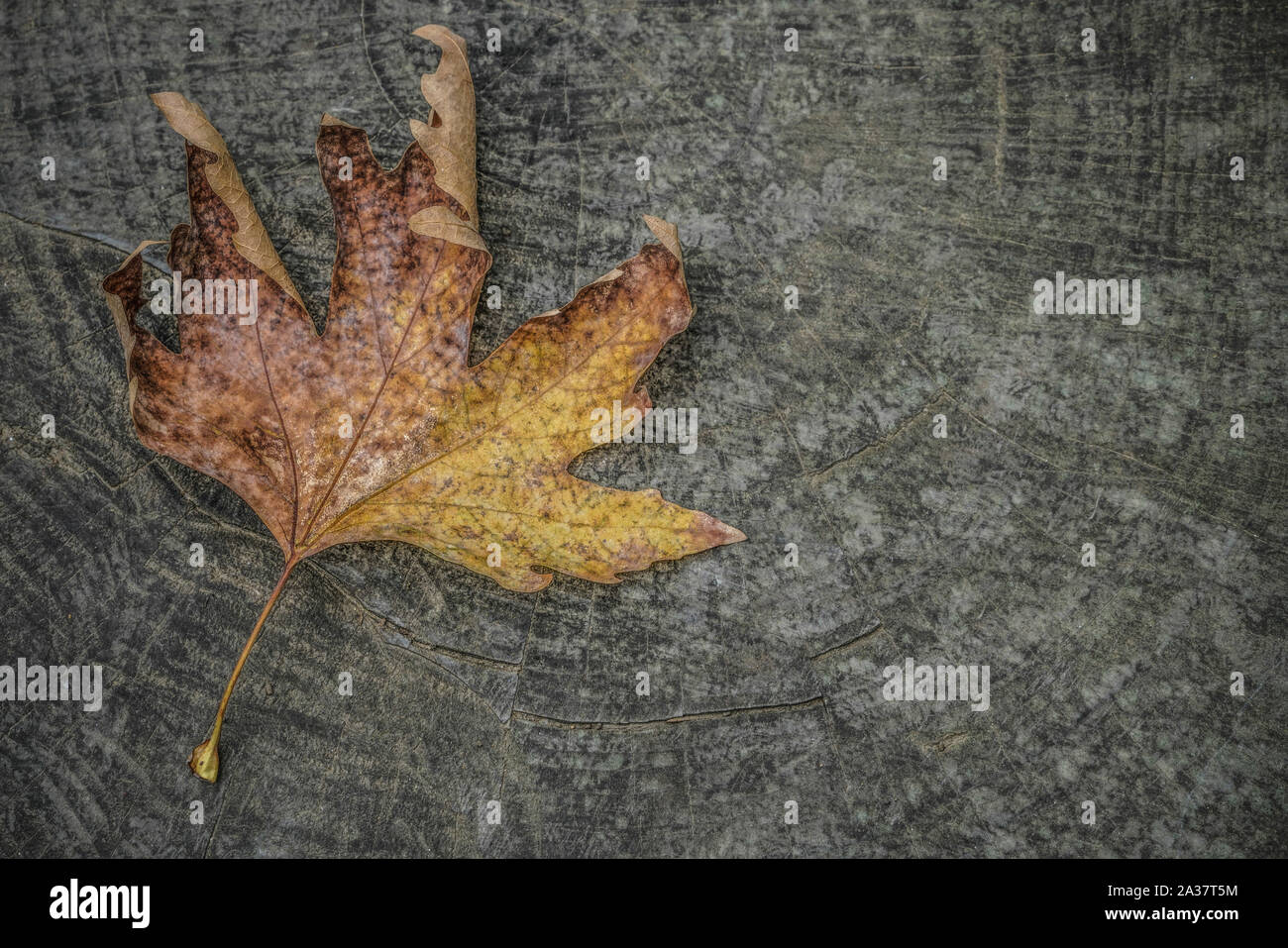 Dried leaves border hi-res stock photography and images - Alamy