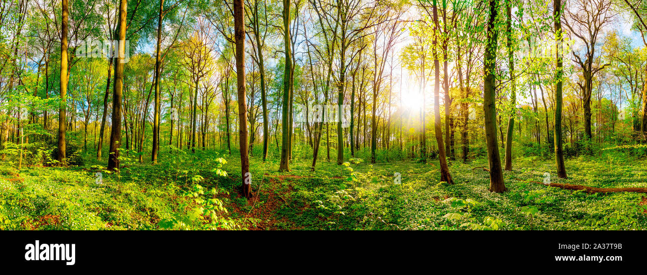 Wonderful forest panorama in spring with bright sun Stock Photo