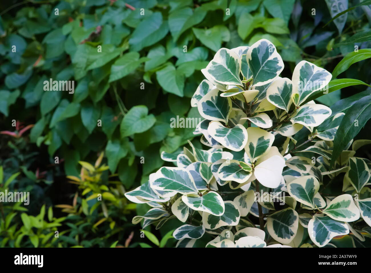 An unusual, white and green leaf bush or shrub, set in a lush tropical garden park, in Bangkok, Thailand. Stock Photo