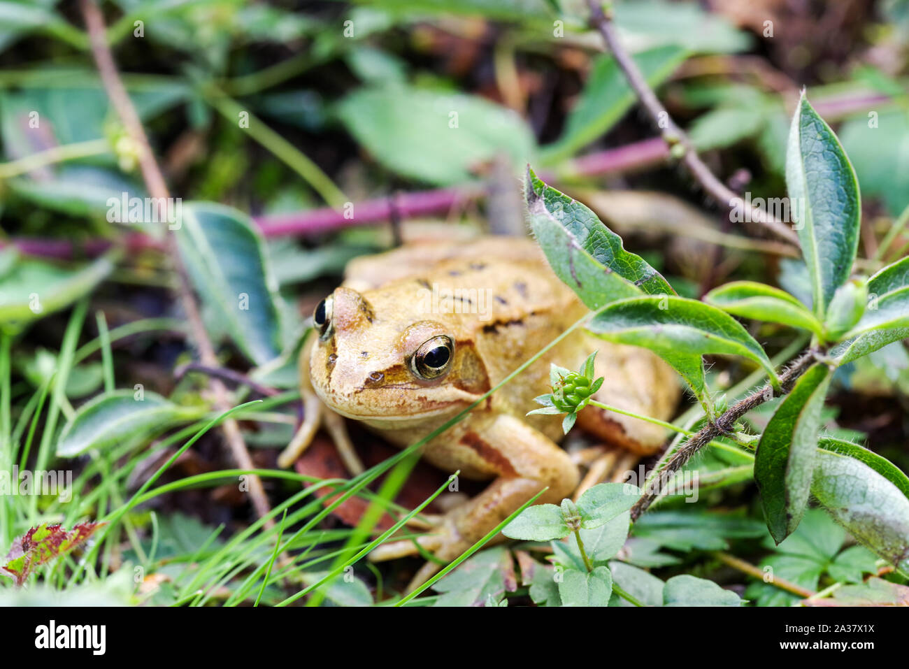 Common frog (Rana temporaria) in Chailey Common Nature Reserve, West Sussex Stock Photo