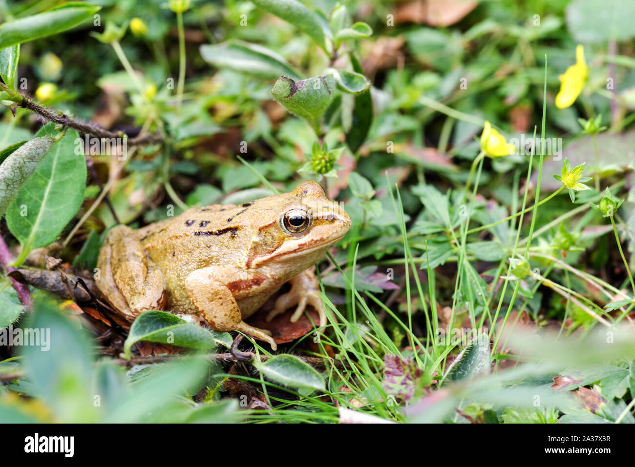 Common frog (Rana temporaria) in Chailey Common Nature Reserve, West Sussex Stock Photo