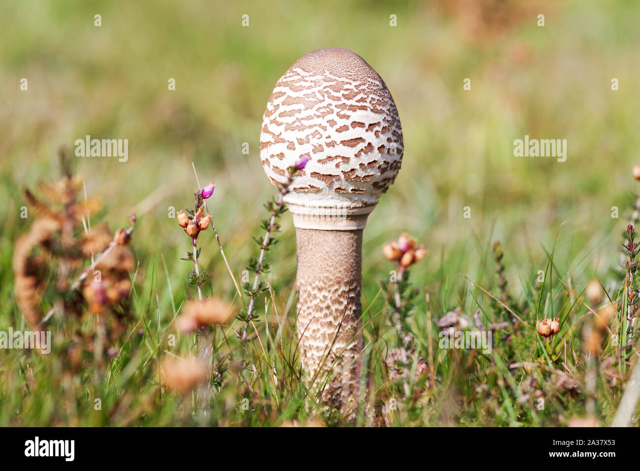 Young parasol mushroom growing in Chailey Common Nature Reserve (Sussex, UK) Stock Photo