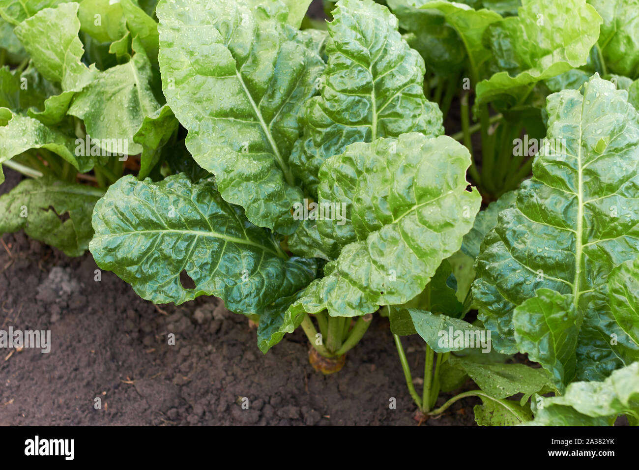 Green sugar beetroot or fodder beet leaves in the field growing on bed, overhead above view