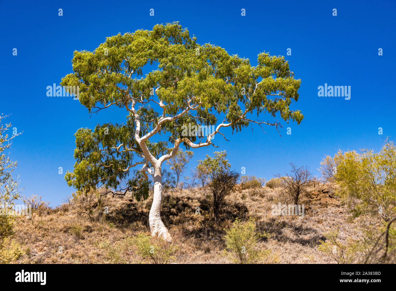 Large Ghost Gum tree in remote land in the Northern Territory, Australia Stock Photo