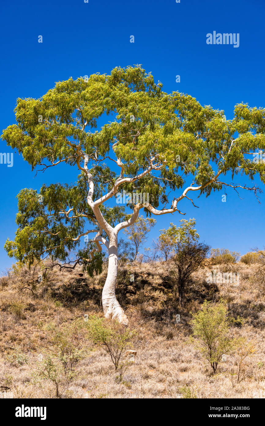 Large Ghost Gum tree in remote land in the Northern Territory, Australia Stock Photo