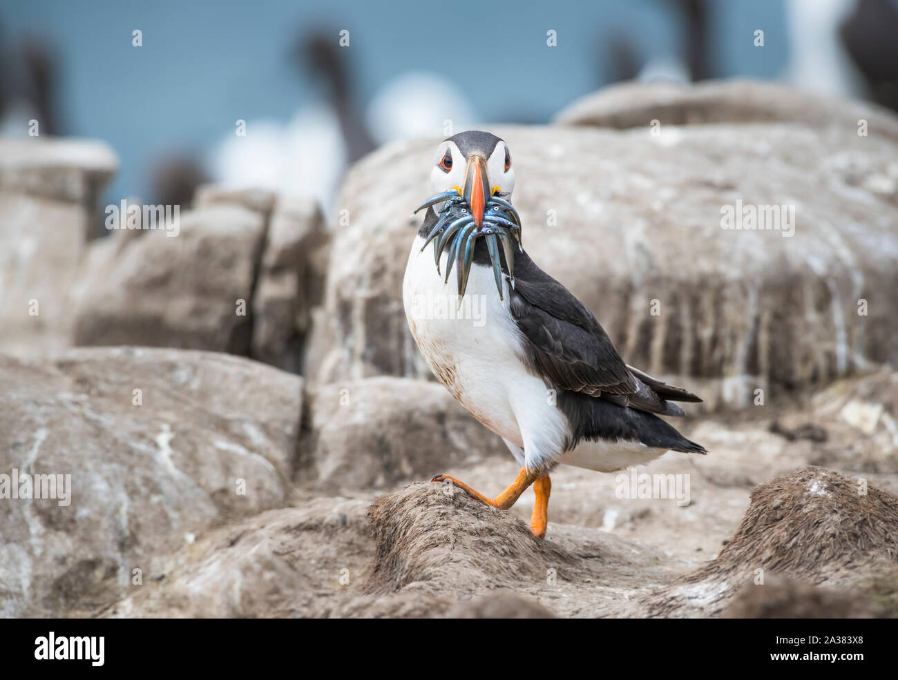 A portrait of a colourful Atlantic Puffins walking back to its nest with a mouth full of fish on the cliffs on Farne Islands Northumberland Stock Photo