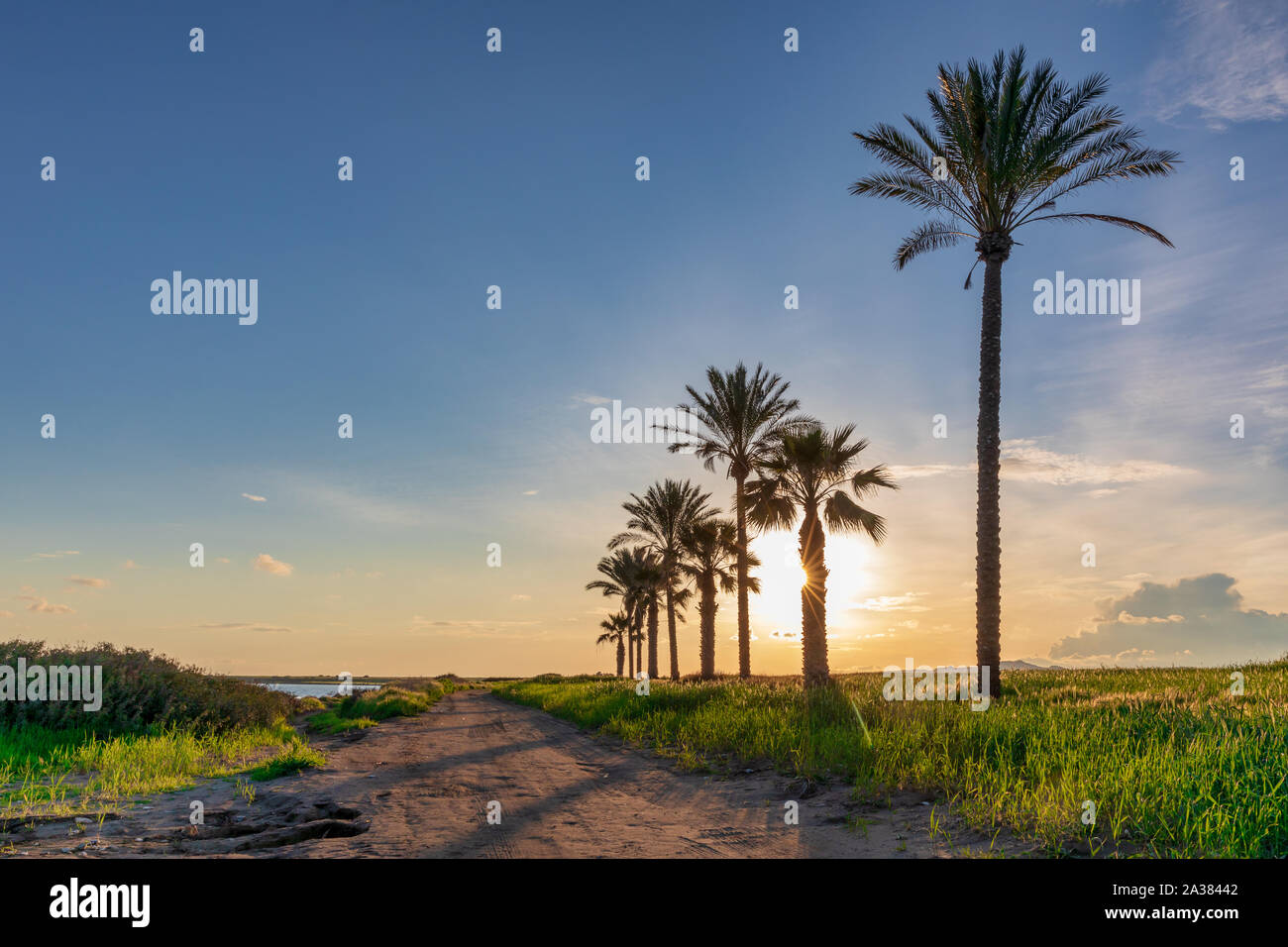 Silhouette of palms during sunset at Mazotos beach, Cyprus Stock Photo