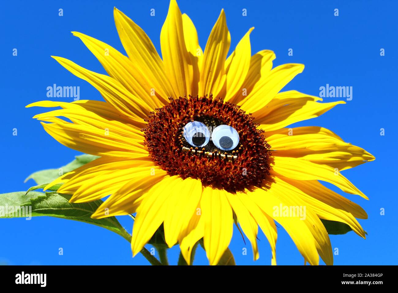 The picture shows a funny sunflower with a face. Stock Photo