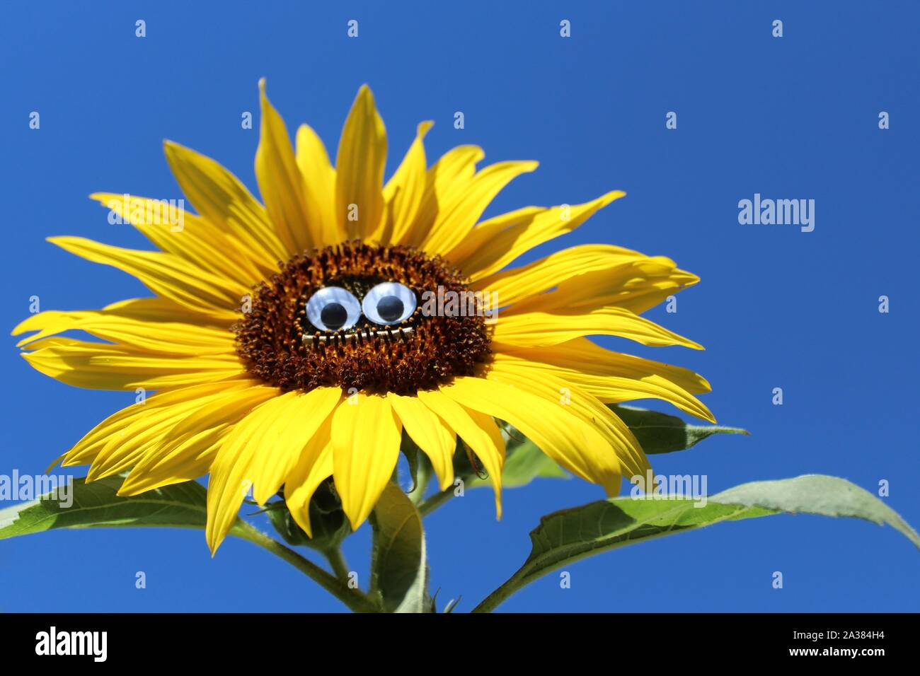 The picture shows a funny sunflower with a face. Stock Photo