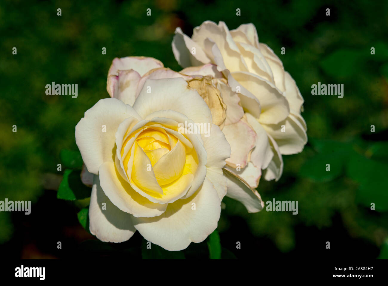 Sunny close up of several white La Perla rose flowers with a dark bokeh background Stock Photo