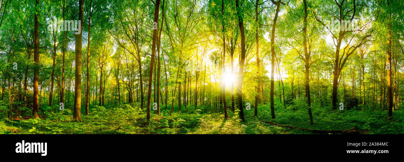 Wald Panorama im Sonnenschein Stock Photo