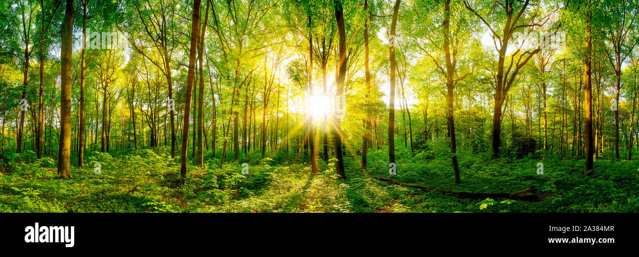 Beautiful forest panorama with bright sun Stock Photo