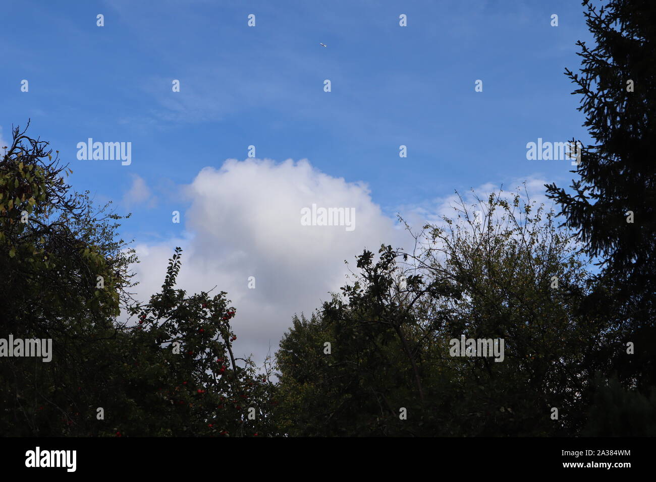 Beautiful blue sky on green treeline landscape - PatternPictures