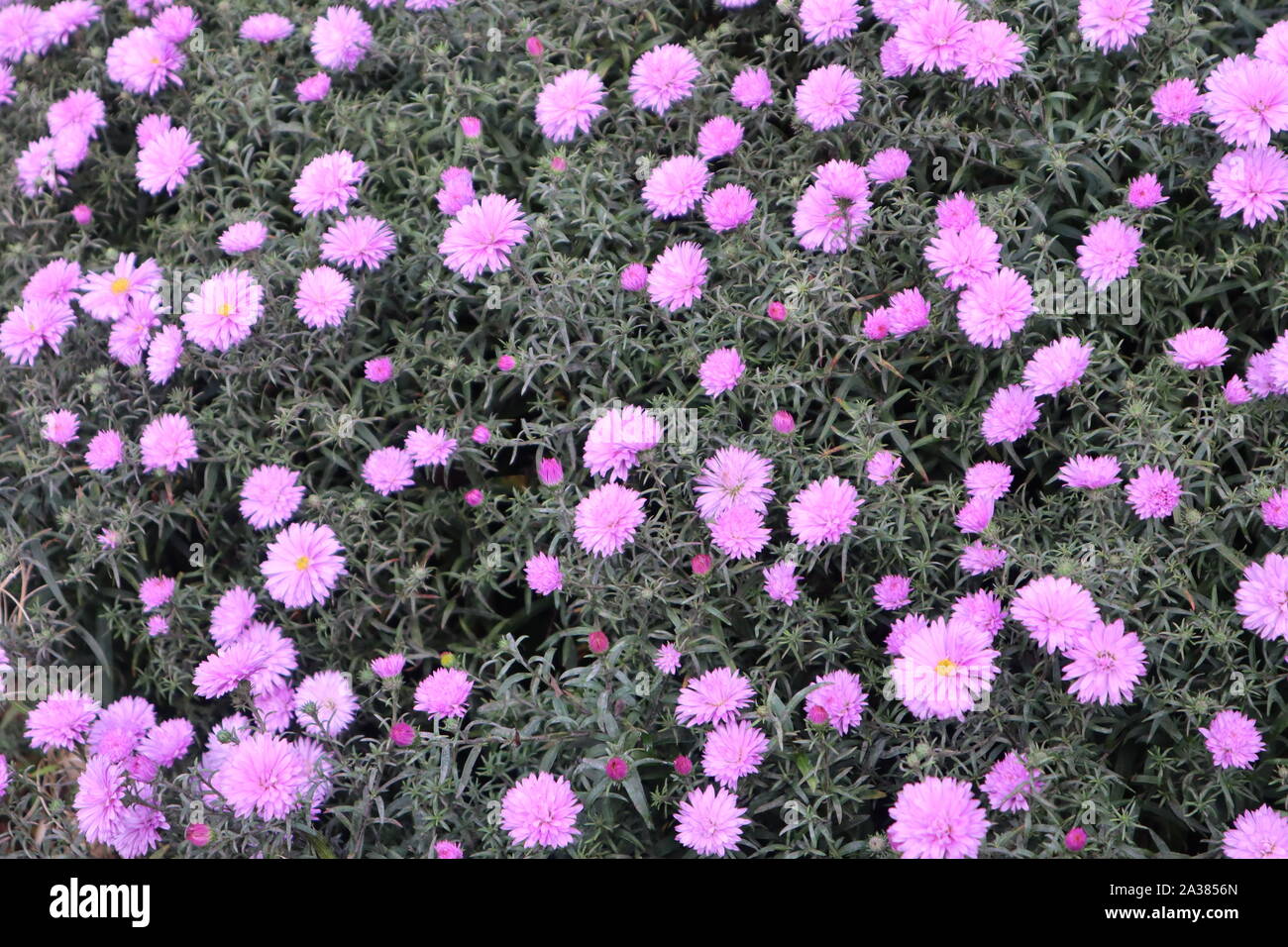 Michaelmas daisies in pale pink flowering with foliage Stock Photo Alamy
