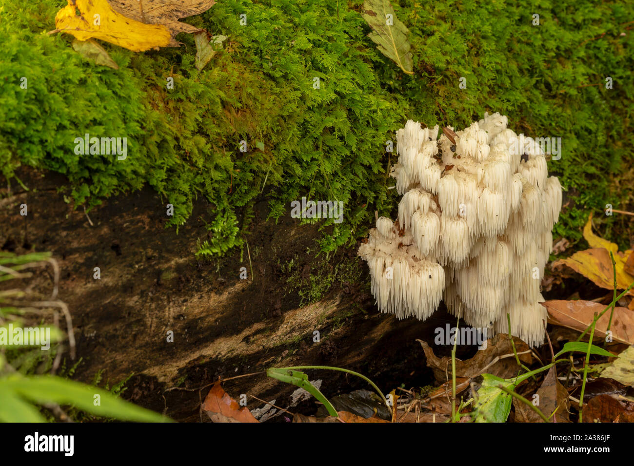 lion's mane  (Hericium erinaceus )also called  monkey head mushroom, bearded tooth mushroom, satyr's beard, bearded hedgehog mushroom, pom pom mushro Stock Photo