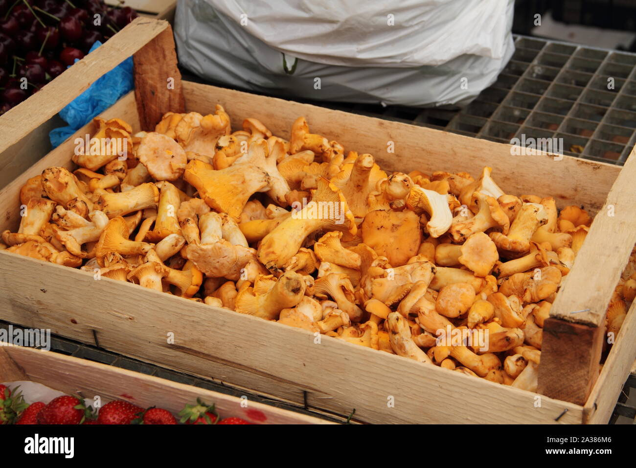 Fresh edible chanterelle mushrooms sale hires stock photography and