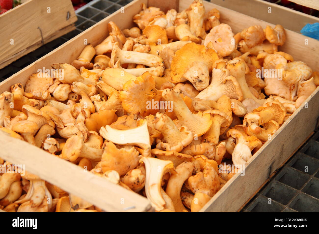 Fresh edible chanterelle mushrooms sale hires stock photography and images Alamy