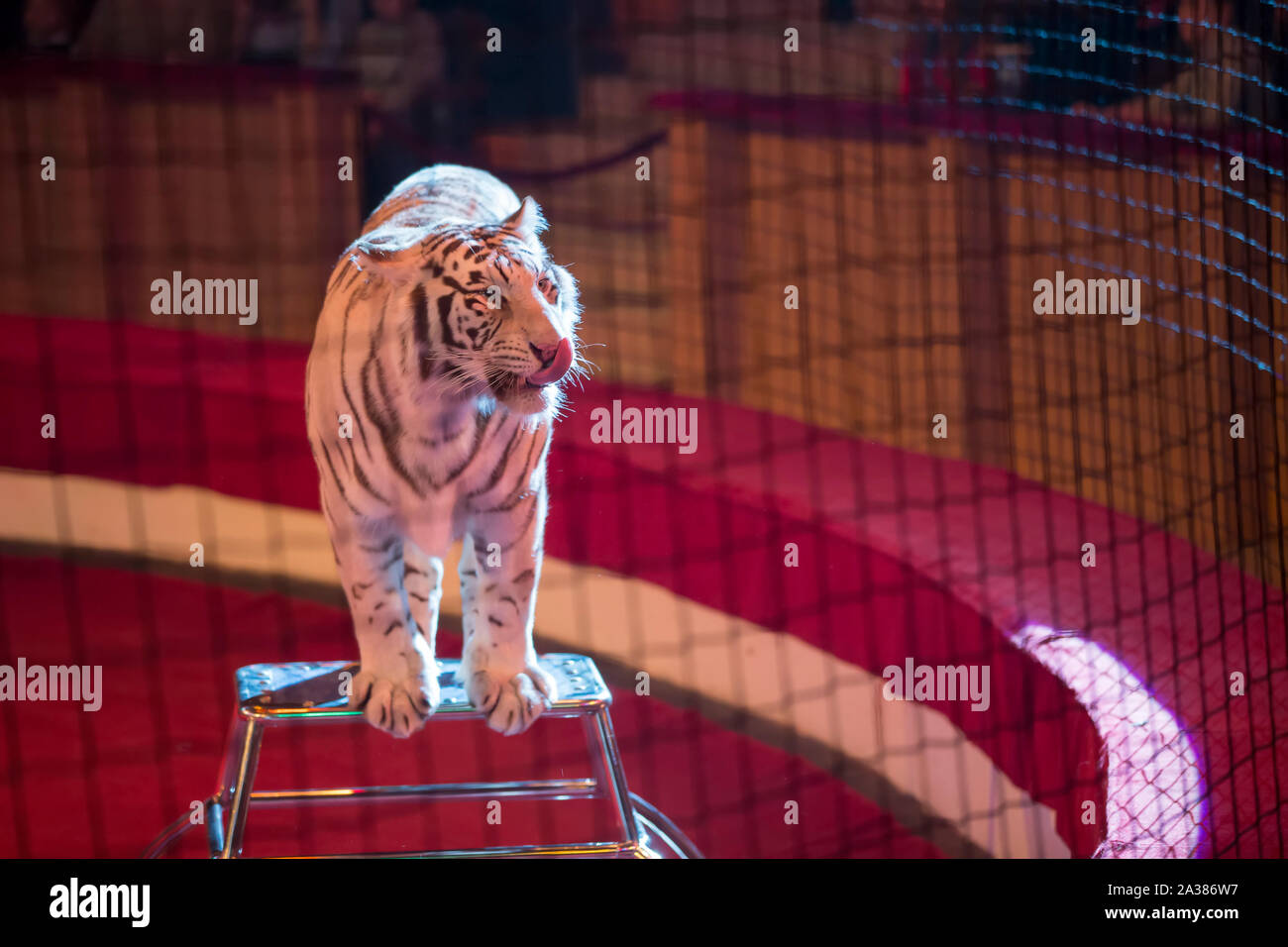 Belarus, Gomil, February 16, 2019. State Circus. Program Bravo Bravissimo.A  trained bear in a circus. Animal in the arena – Stock Editorial Photo ©  aspsvz #300518714