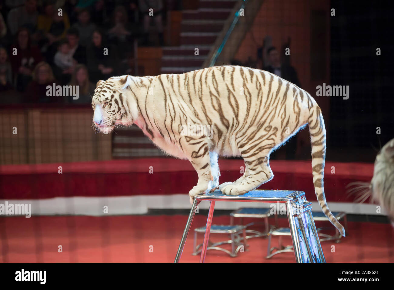 White tiger circus hi-res stock photography and images - Alamy
