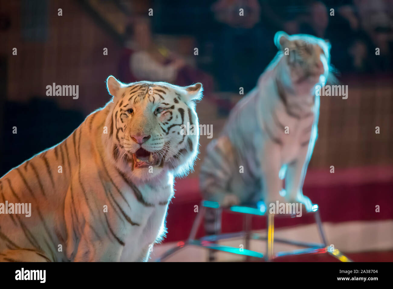 Circus White Tiger Stock Photos Circus White Tiger Stock Images