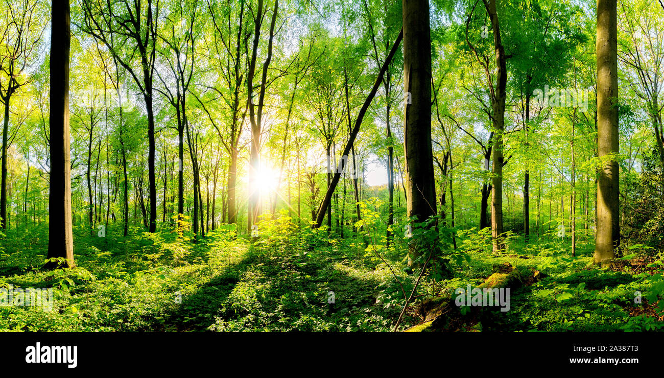 Frühling im Wald bei strahlendem Sonnenschein Stock Photo