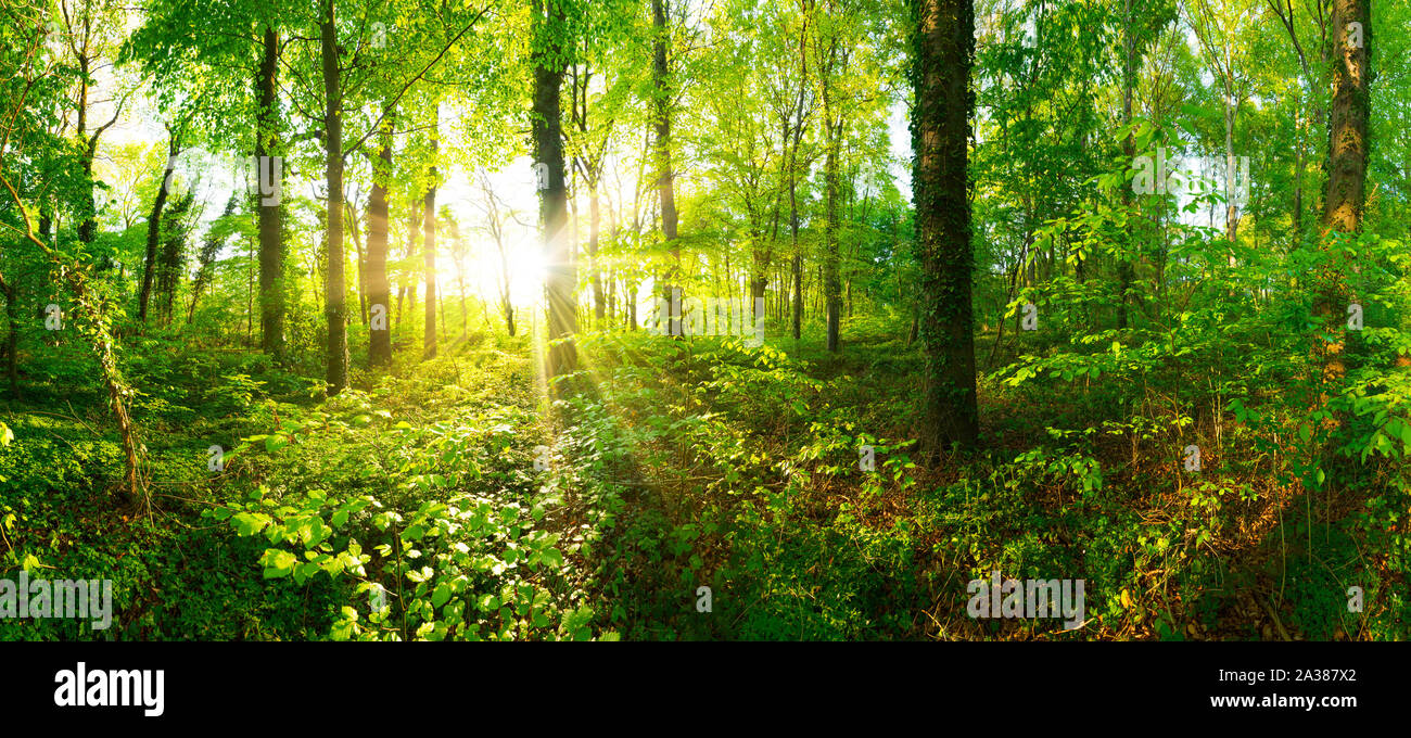Wald Panorama mit goldenen Sonnenschein Stock Photo