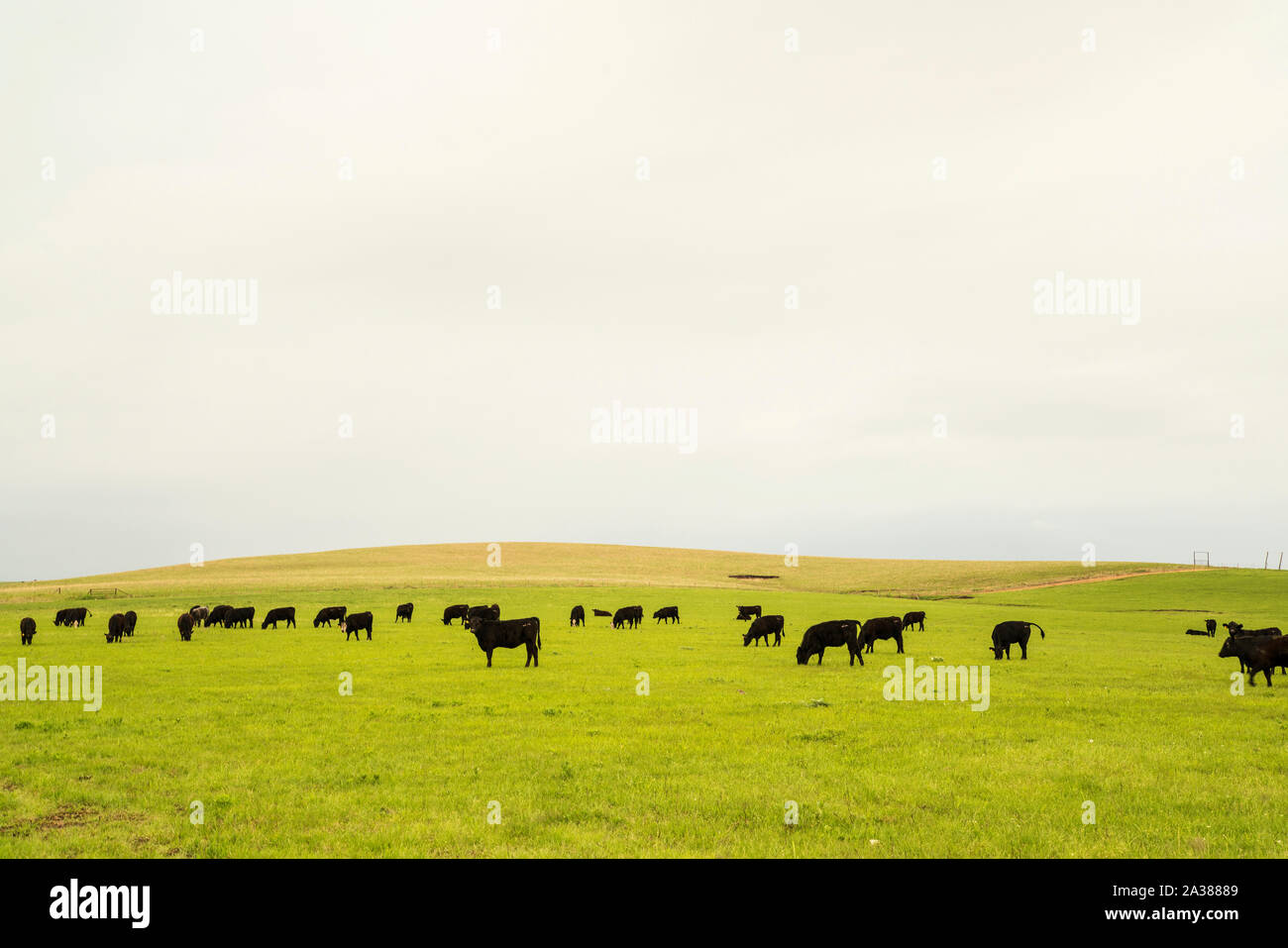 Black Angus cattle grazing in the Flint Hills of Kansas Stock Photo Alamy