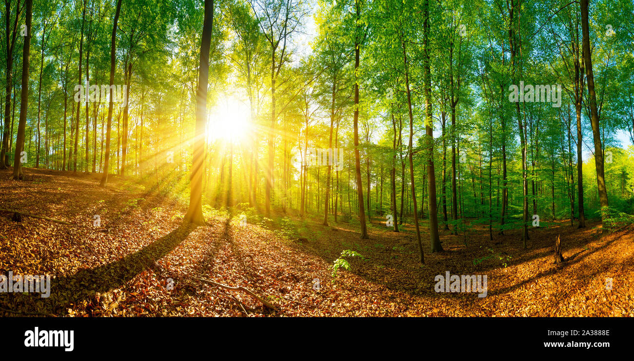 Wald mit Sonnenstrahlen, die durch die Baumkronen scheinen Stock Photo